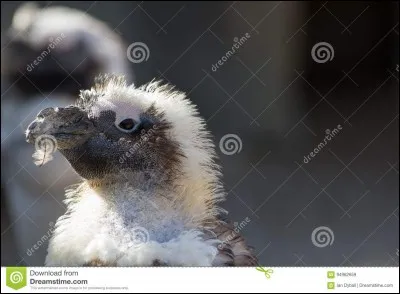 Que fait un oiseau lorsque l'on dit qu'il mue ?