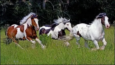 A quelle race appartiennent ces chevaux ?