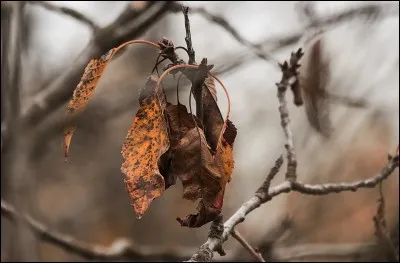 Qui a écrit les paroles de la chanson "Les Feuilles mortes" ?