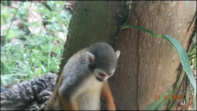 Réserve de nourriture pour hamster !