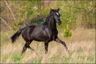 Comment s'appelle la femelle du cheval?