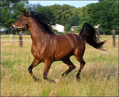 De quelle couleur est ce cheval ?