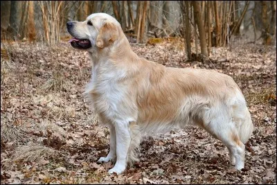 Quelle est cette race de chien ?