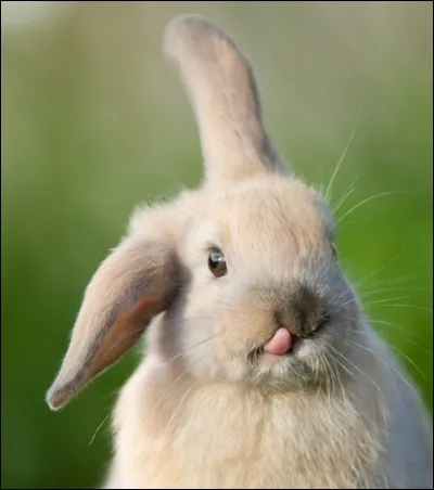 Qu'aime manger le lapin ?