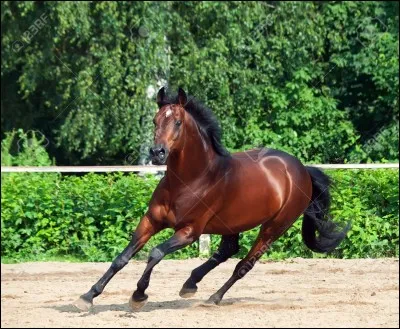 De quelle couleur est ce cheval ?