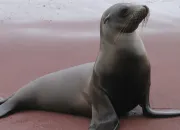 Quiz Petite visite chez les otaries du zoo