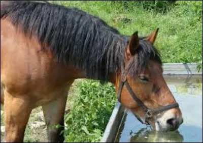 Combien un cheval boit-il de litres par jour ?