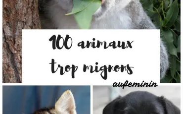 Quiz Animaux