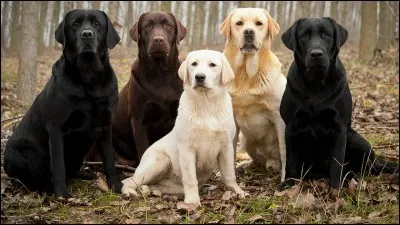 Jusqu'à quel âge peut vivre un labrador ?