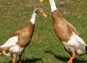 Quiz Connais-tu bien les canards coureurs indiens ?