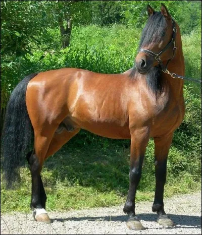 Quelle est la couleur de la robe de ce cheval ?