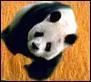 D'o vient le panda?