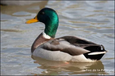 Quelle est la variété de canard la plus commune du monde dont les mâles ont la tête couverte de plumes vert vif ?