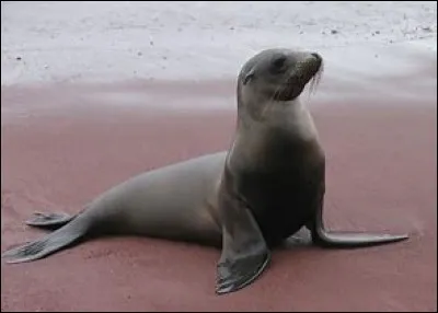 De quelle famille fait partie les otaries ?