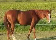 Quiz Apprendre tout sur le cheval