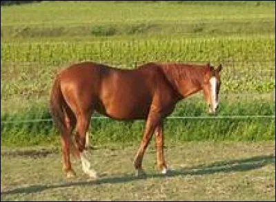 Quelle est la couleur de la robe de ce cheval ?