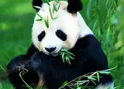 Quiz Les pandas