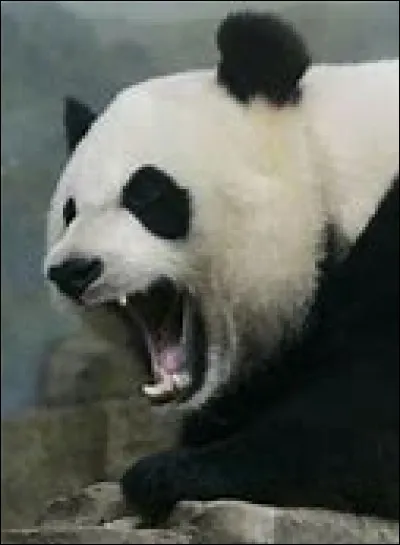 De quelle famille fait partie le panda ?