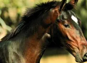 Quiz Communiquer avec son cheval