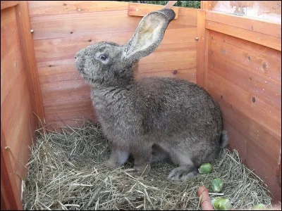 Quelle est la race de ce lapin ?