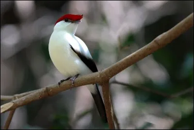 Le Manakin de Bokermann vit dans le ... du Brésil.