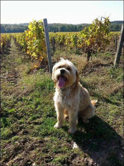 Je m'présente, je m'appelle Fido, avant d'être adopté j'ai subi des maltraitances de la part de mes anciens maîtres comme  de mes congénères abandonnés.