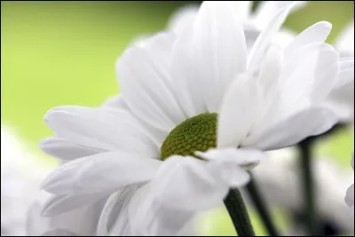 Quelle est ta fleur préférée ?