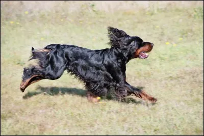 Quels sont les noms d'origine des setters Gordon ?