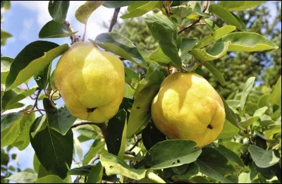 Quel est ce fruit d'automne ?