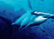 Quiz Les animaux aquatiques