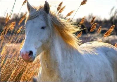 Quelle est la race de ce cheval ?