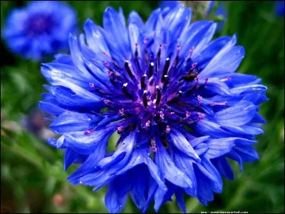 Comment s'appelle l'organe femelle d'une fleur ?