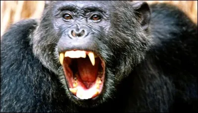 Quel est le nom scientifique du chimpanzé ?