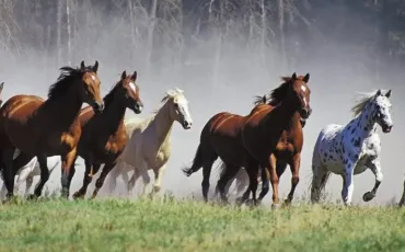 Quiz Chevaux