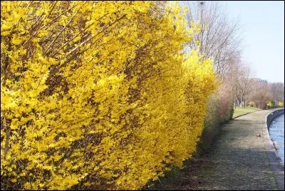 Quelle est cette fleur ?