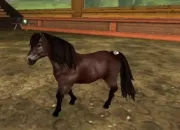 Quiz Races de chevaux  Star Stable Online 