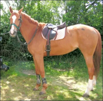 Comment appelle-t-on cette trace blanche sur la tête de cheval ?