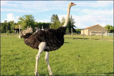 Quel oiseau de la même famille tient son nom du portugais pour "autruche" ?