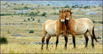 Pour commencer, le cheval est-il sauvage ou domestique ?