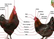 Quiz Les poules c'est cool !