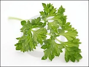 Quelle est cette plante aussi connue sous le tendre nom de 'Petroselinum crispum' ?