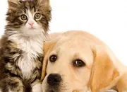 Quiz Chiens et chats en chiffres