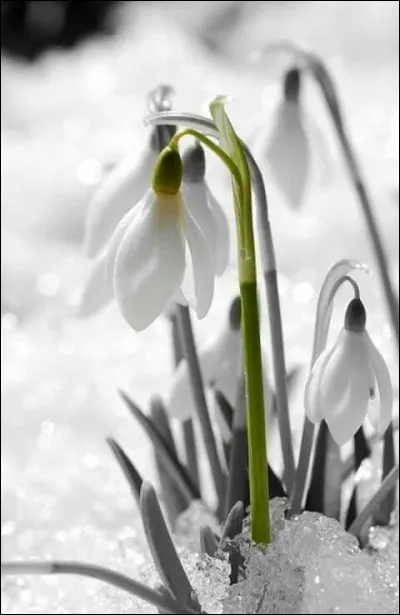 Que sont ces fleurs qui bravent la neige, dès les premières lueurs du printemps, depuis la réforme de l'Académie française ?