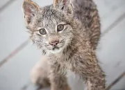 Quiz Les animaux  reconnatre