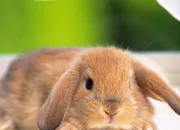 Test Quel genre de lapin es-tu ?