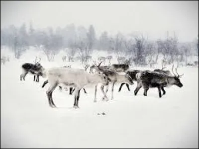 Qu'utilisaient les hommes du Néolithique pour glisser dans la neige ?