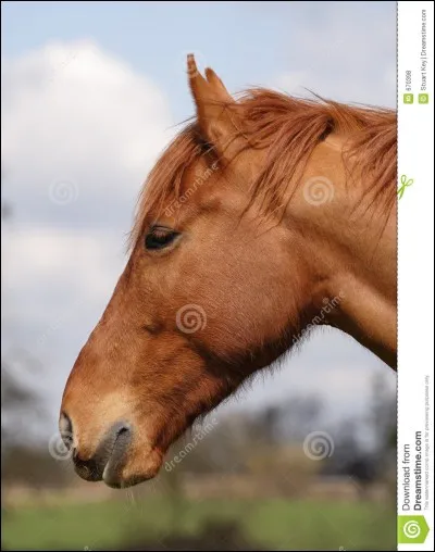 Qu'y a-t-il au-dessus de la joue du cheval ?