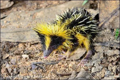 Voici un tenrec strié. Quand lui a-t-on donné son nom pour la première fois ?