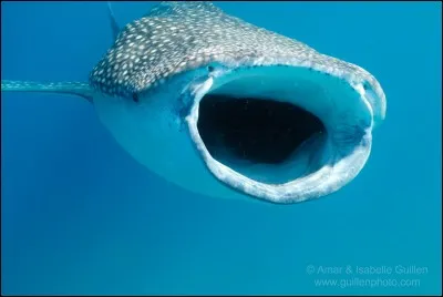 Quel est le plus grand requin ?