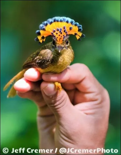 Commençons par un oiseau. Mais pas n'importe lequel, son nom est le moucherolle royal d'Amazonie. La question est : sur l'image ci-dessus, voyez-vous un mâle ou, une femelle?